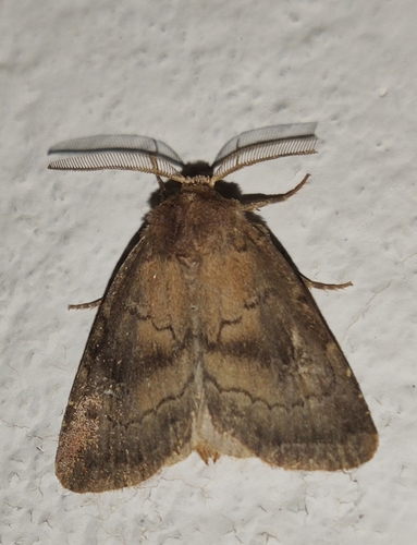 Brown Rustic