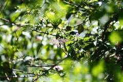 Parantica nilgiriensis