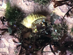 Pagurus acadianus