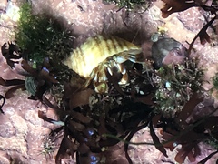 Pagurus acadianus