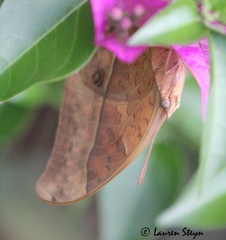 Charaxes varanes vologeses