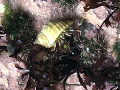 Pagurus acadianus