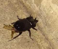 Phileurus