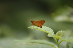Oriens goloides