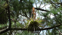 Tillandsia borealis