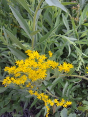 Solidago paniculata