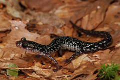 Plethodon caddoensis