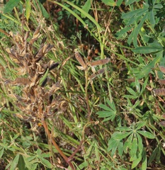Lupinus rivularis