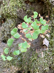Adiantum jordanii image