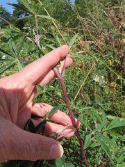 Lupinus rivularis