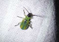 Diabrotica longicornis