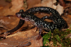 Plethodon caddoensis