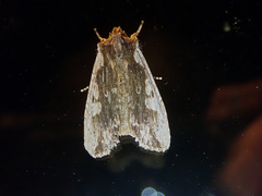 Lithophane hemina