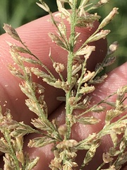 Leptochloa panicoides