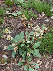 Micranthes occidentalis