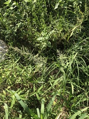 Leptochloa panicoides