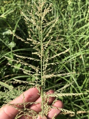 Leptochloa panicoides