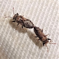 Phlegyas abbreviatus