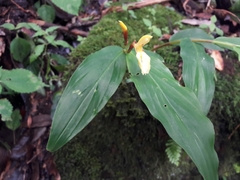 Cautleya gracilis