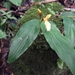 Cautleya - Photo (c) Phuentsho, some rights reserved (CC BY-NC-SA), uploaded by Phuentsho