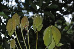 Neolitsea dealbata