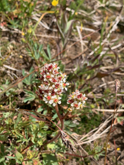 Micranthes occidentalis