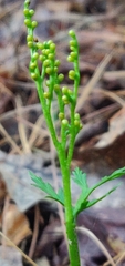 Botrychium angustisegmentum