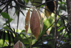 Neolitsea dealbata