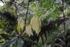 Neolitsea dealbata