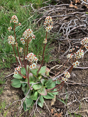 Micranthes occidentalis