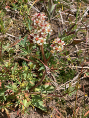 Micranthes occidentalis