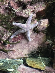 Asterias rubens
