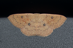 Cyclophora dataria