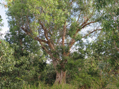 Melaleuca leucadendra