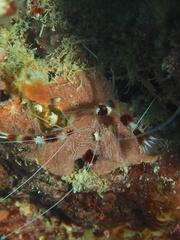 Stenopus hispidus
