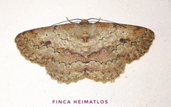 Sabulodes boarmidaria