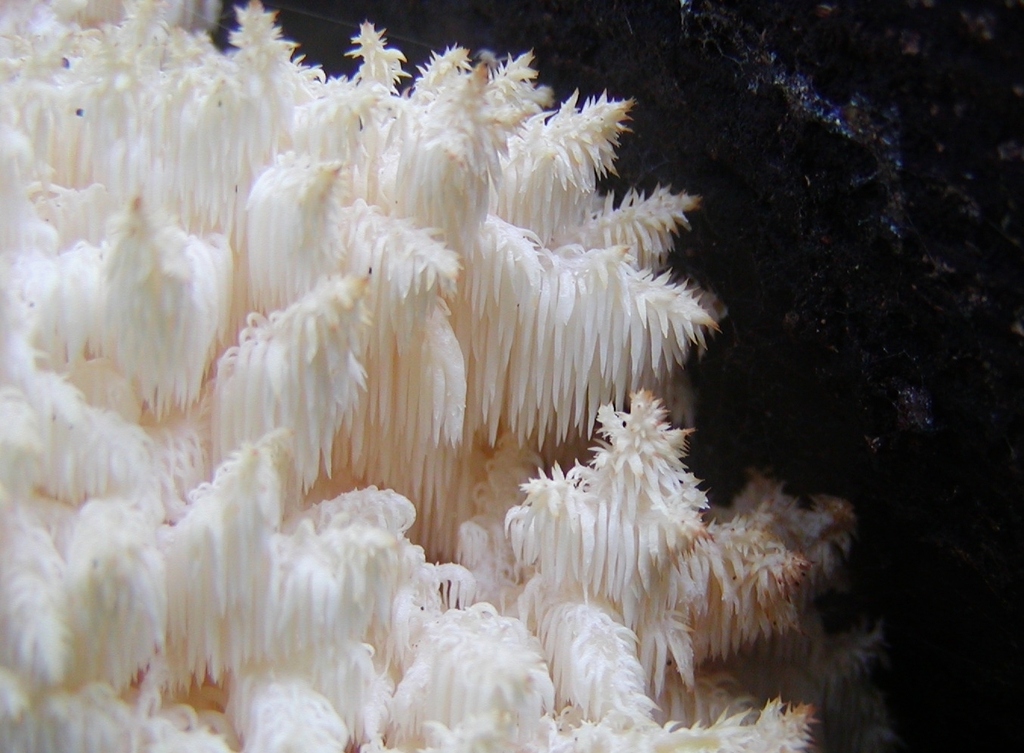 Tooth Fungi