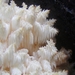 Tooth Fungi - Photo (c) Ken-ichi Ueda, some rights reserved (CC BY-NC-SA)