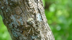 Neotama mexicana