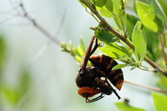 Vespa mandarinia japonica