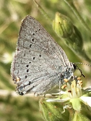 Satyrium sylvinus dryope