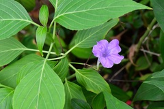 Ruellia breedlovei