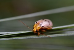 Acrocyum