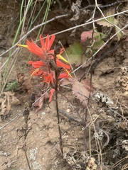 Castilleja subinclusa