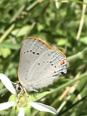 Satyrium sylvinus dryope