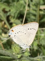 Satyrium sylvinus dryope
