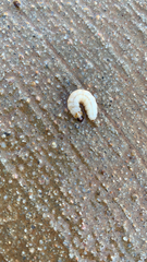 Eichlinia cucurbitae