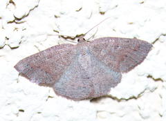 Drepanulatrix secundaria