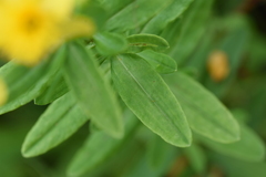 Hypericum swinkianum