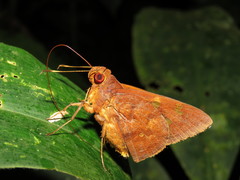 Talides alternata